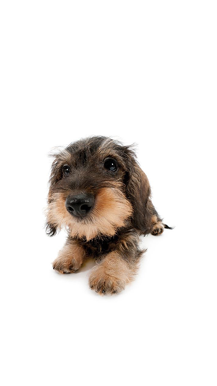 Dog 04.png