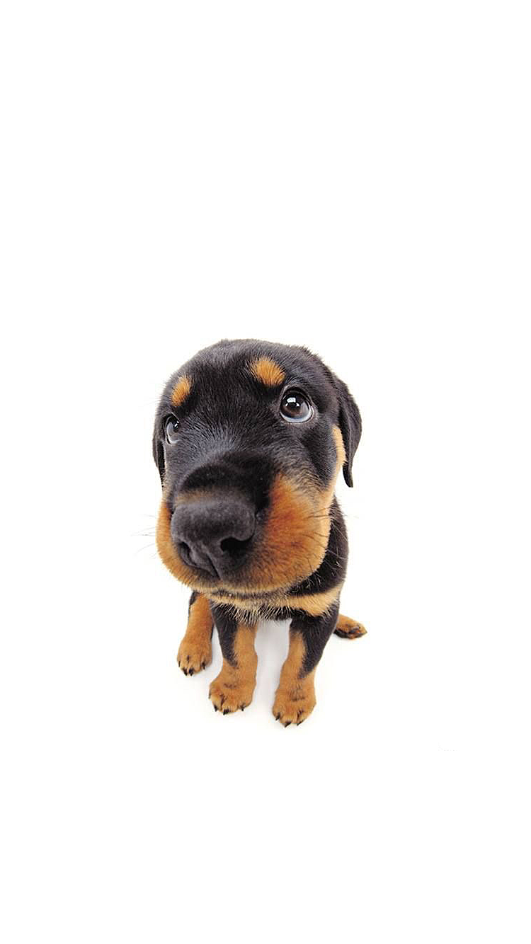 Dog 06.png