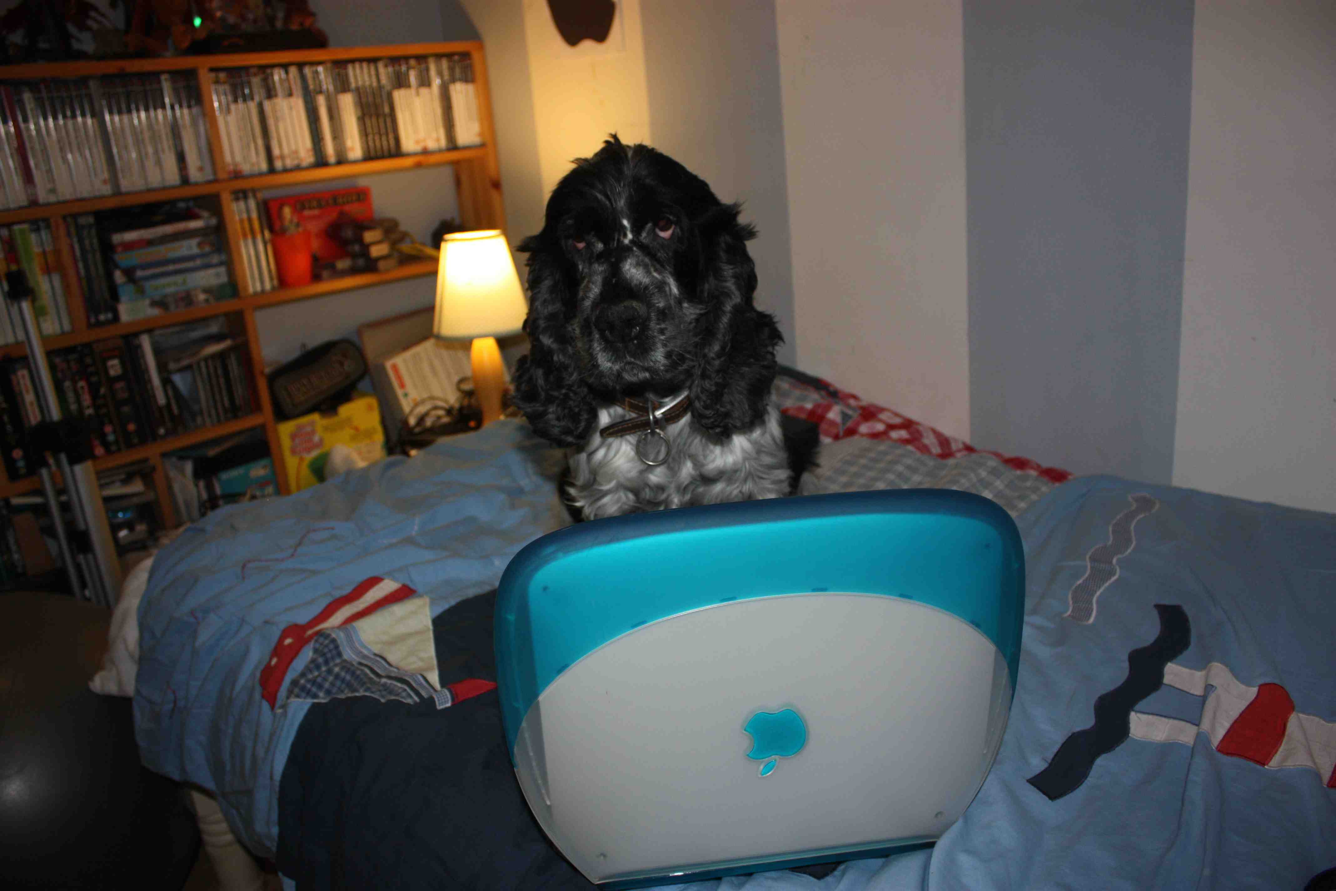 Dog 1 Compress.jpg