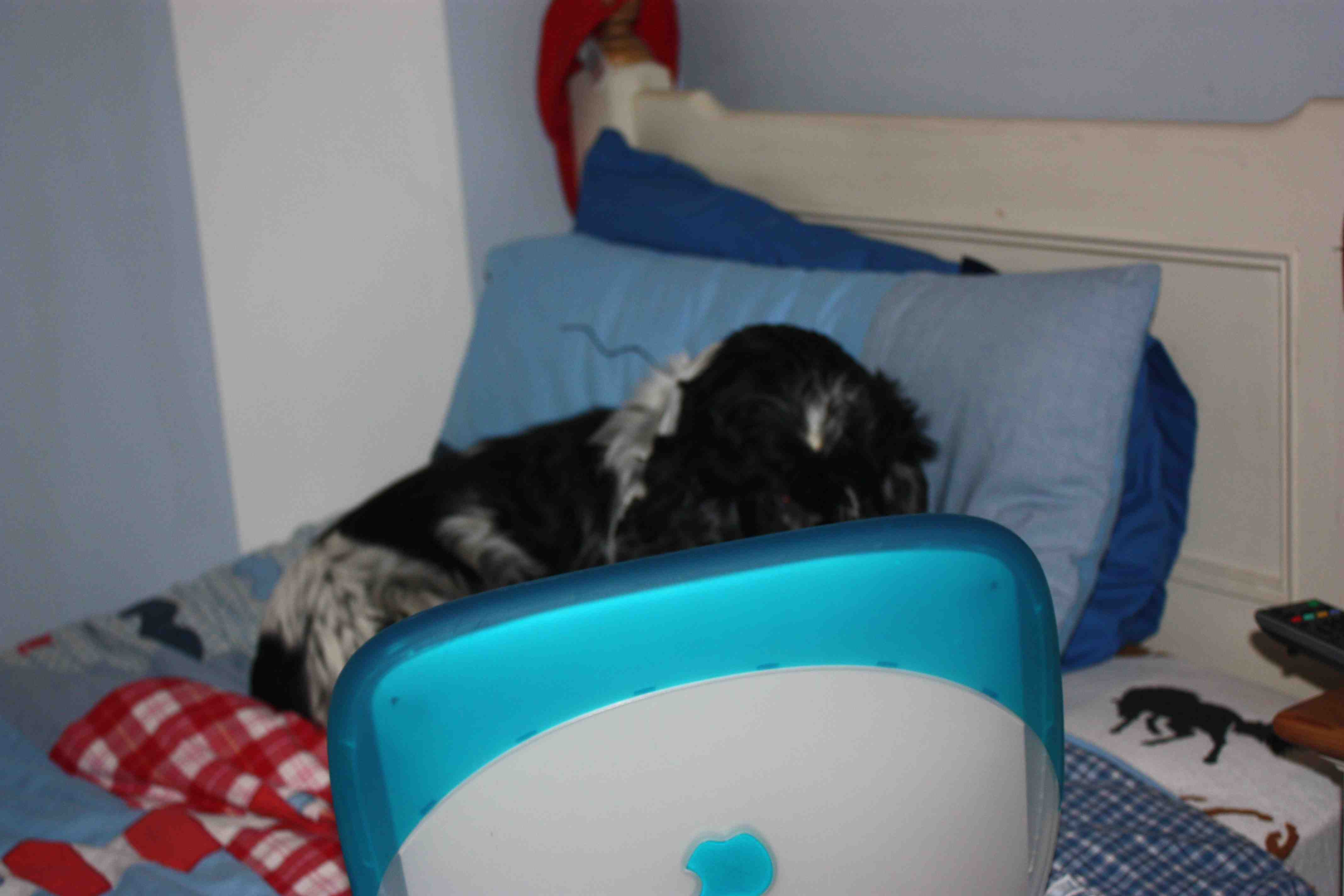 Dog 2 Compress.jpg