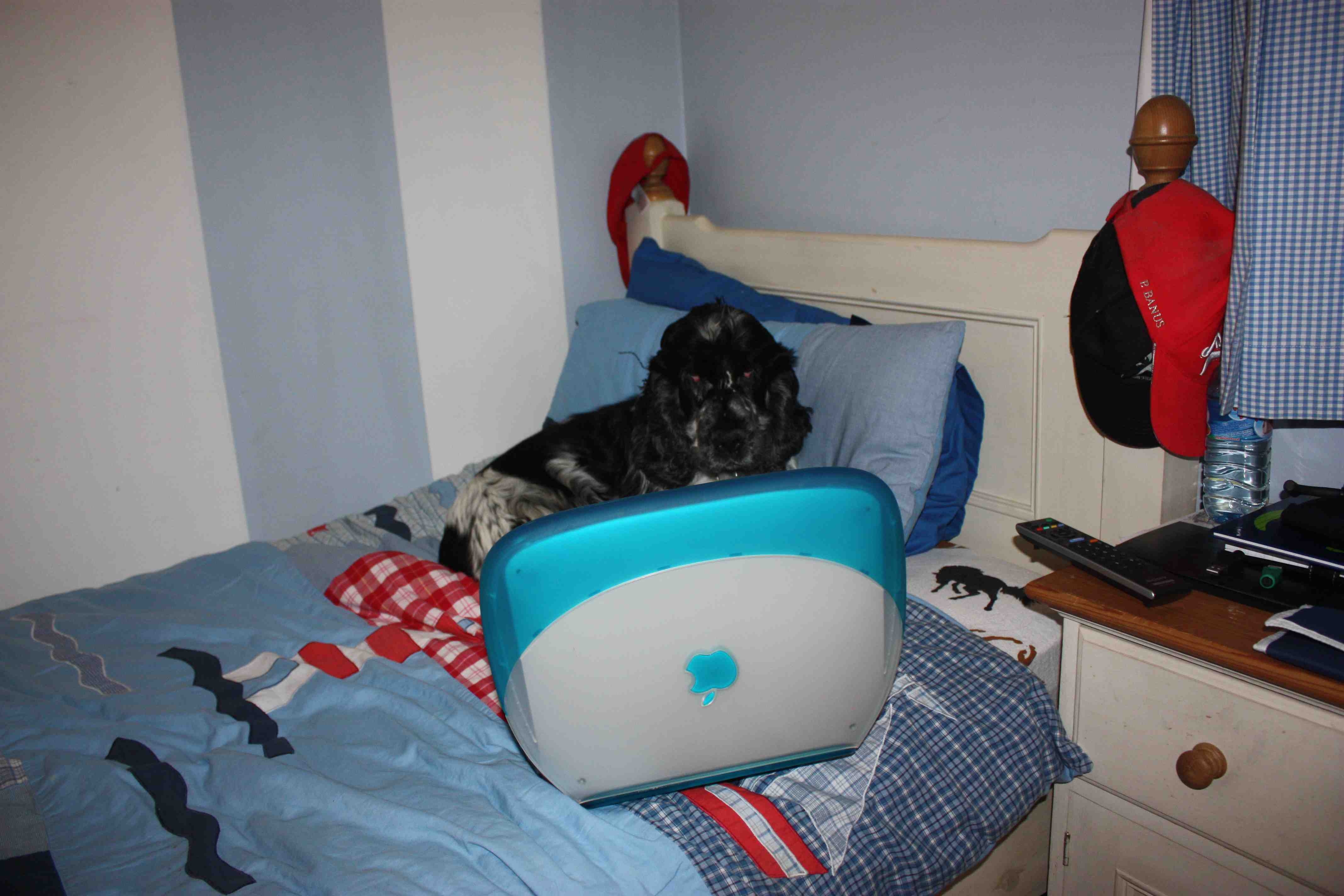 Dog 3 Compress.jpg