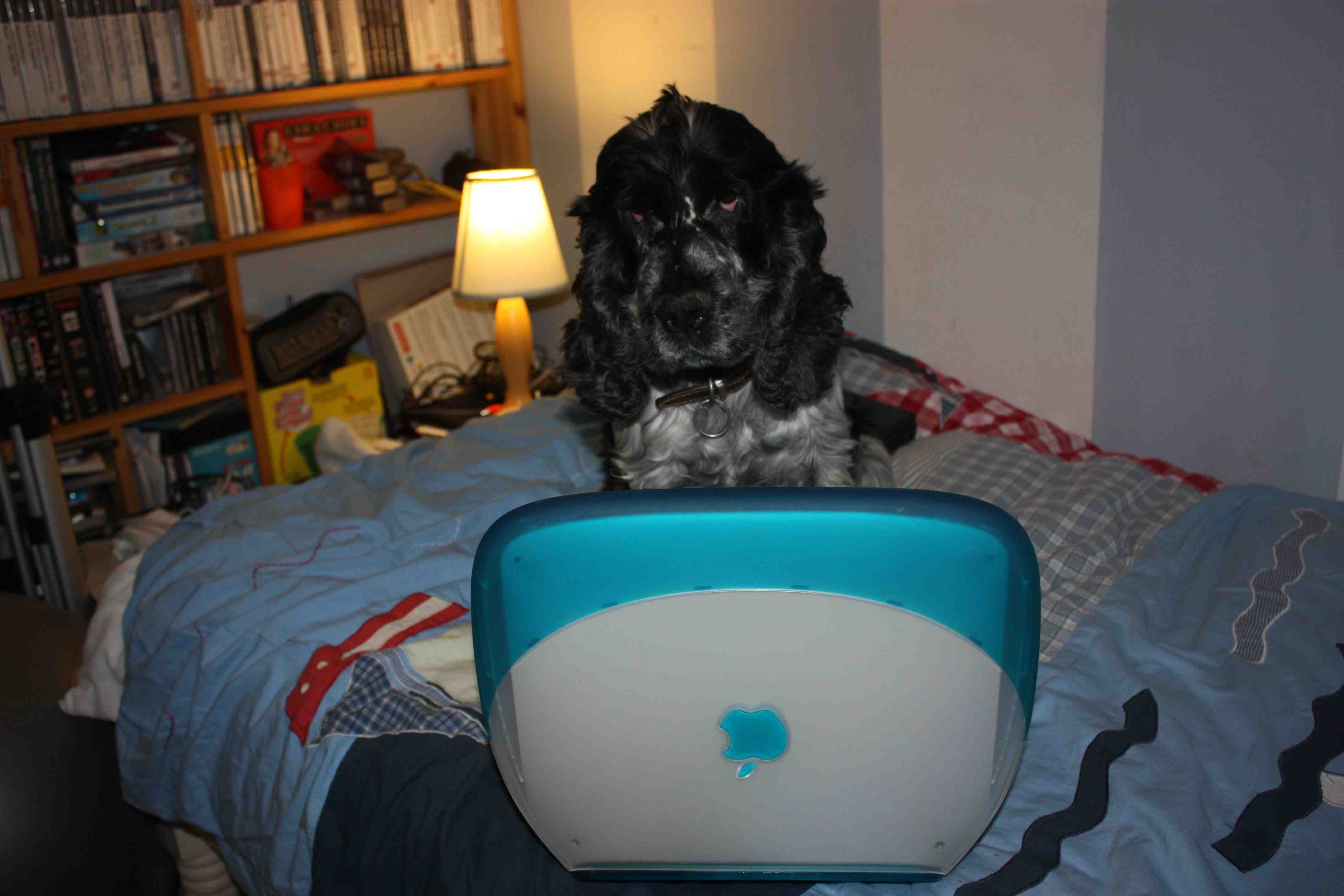 Dog 4 Compress.jpg