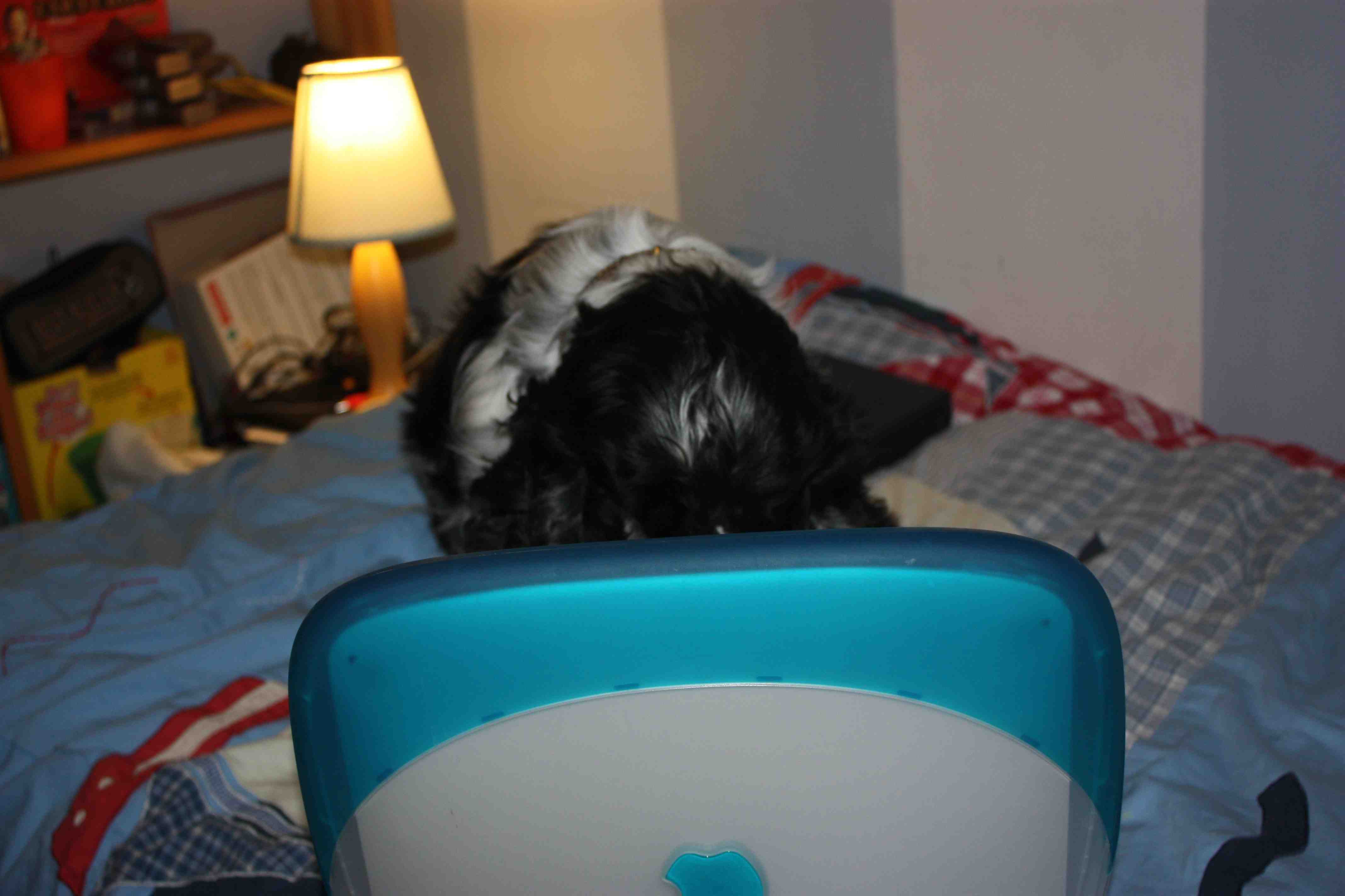 Dog 5 Compress.jpg