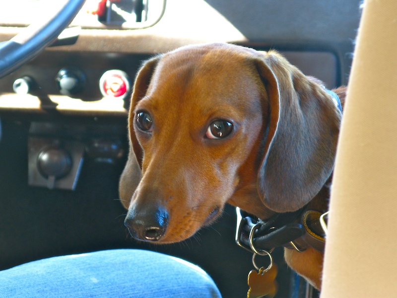 dog bus.jpg