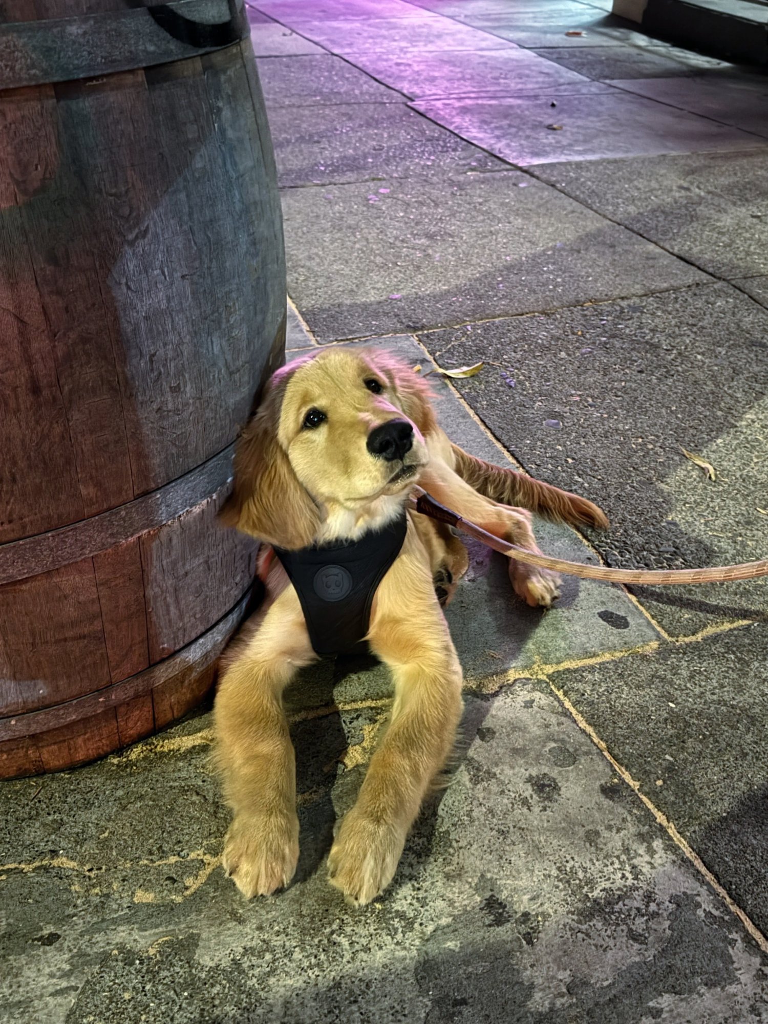dog CORRECTED.jpg