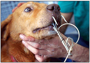 dog.gif