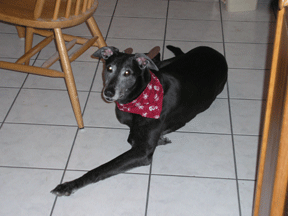 dog.gif