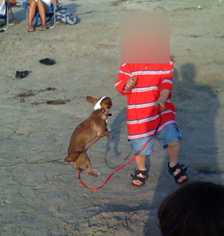 dog.jpg