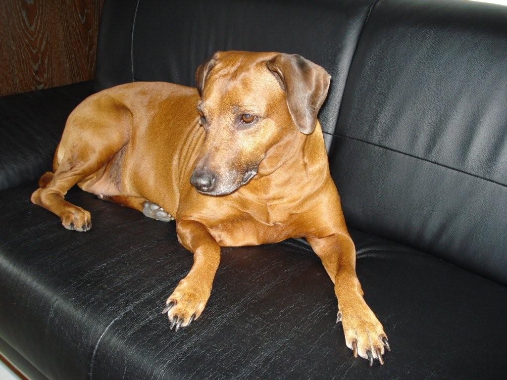 dog.jpg