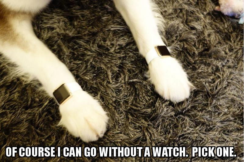 dog.JPG