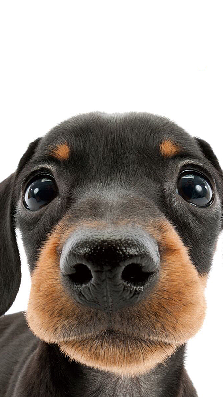Dog.png