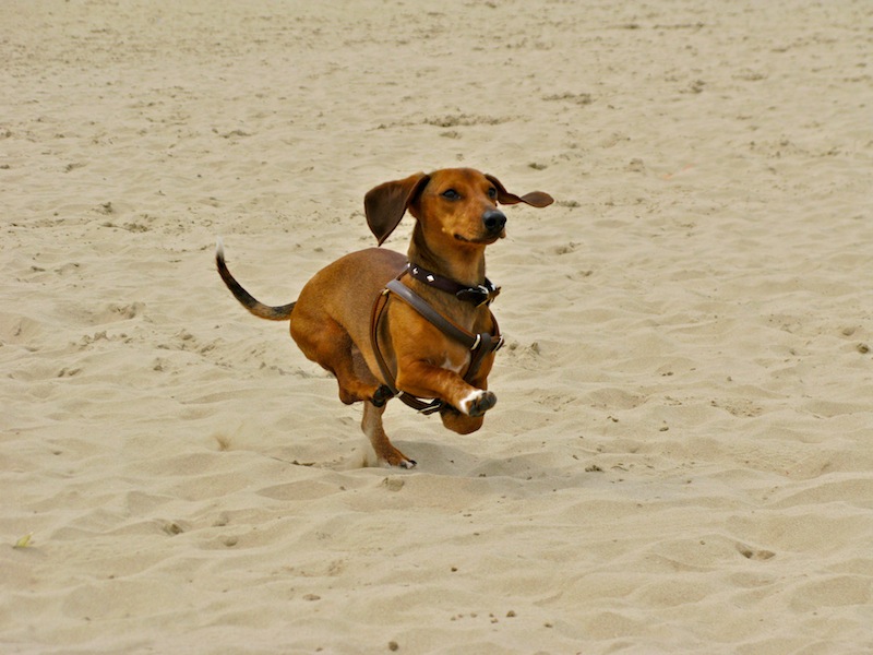 dog run.JPG