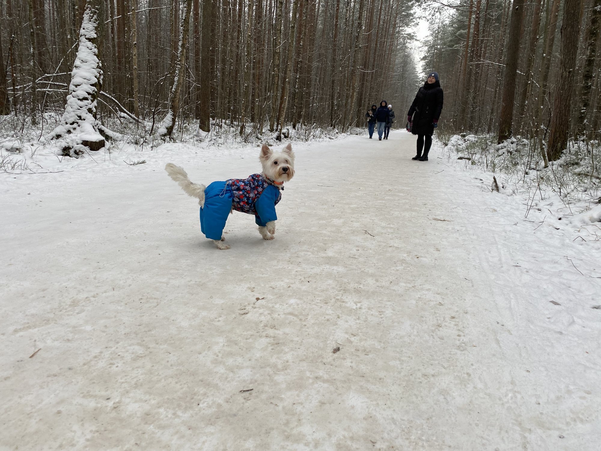 dog3.jpg