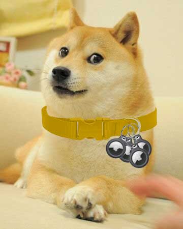 DOGETAGS.jpg