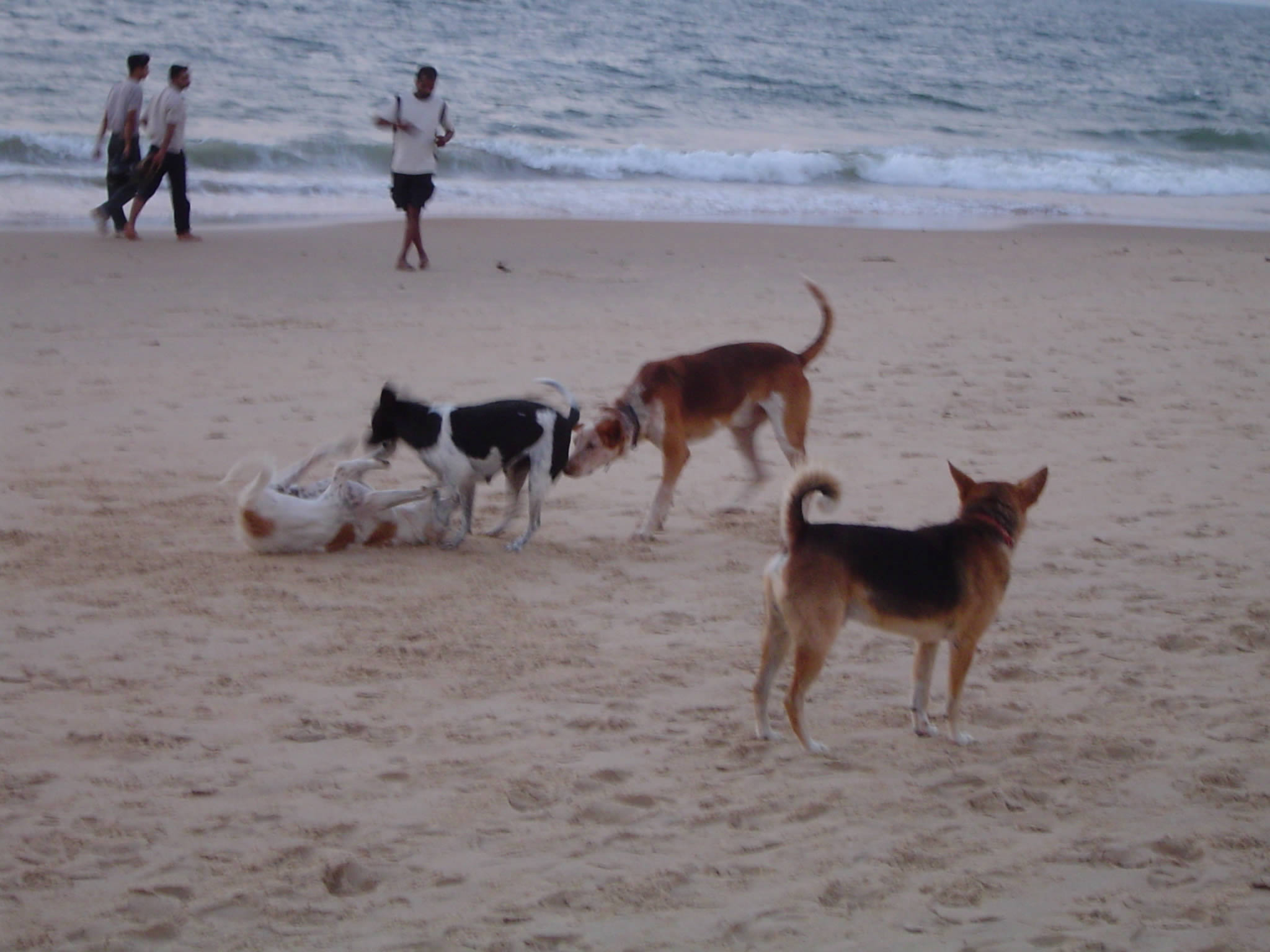 Dogs playing .jpg