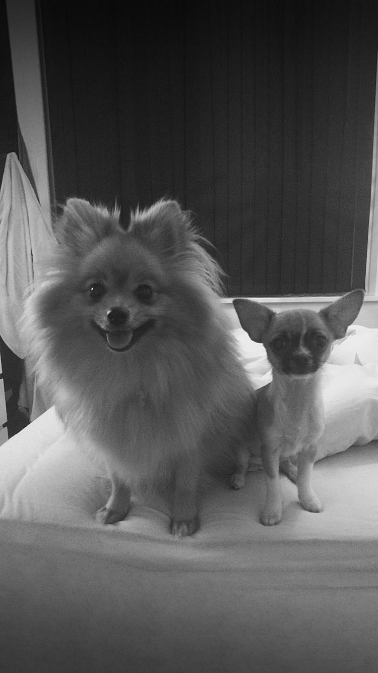 Dogs.png