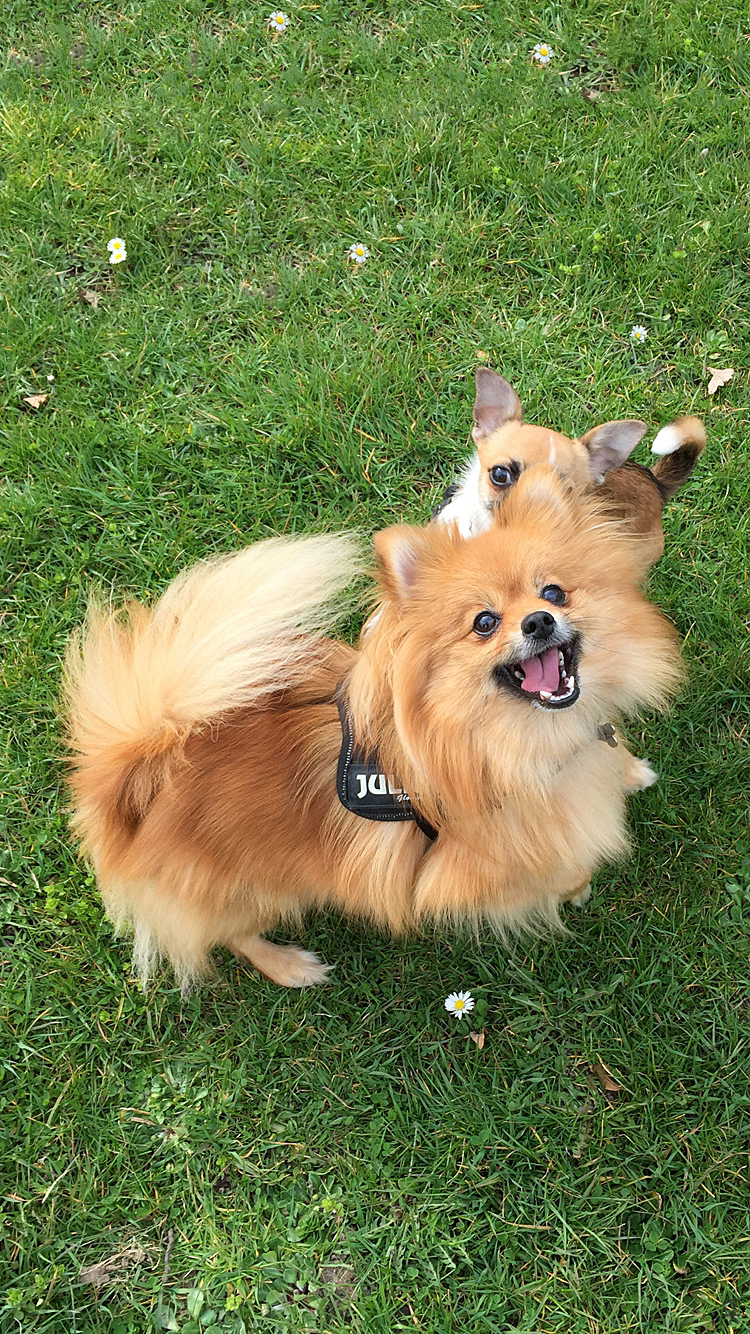 Dogs.png