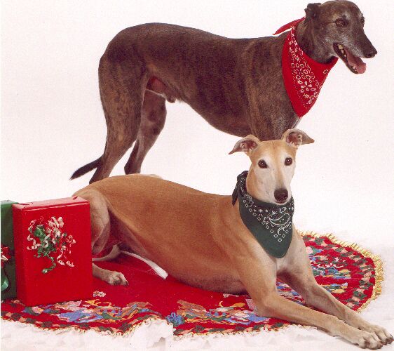 DogsProf1.jpg