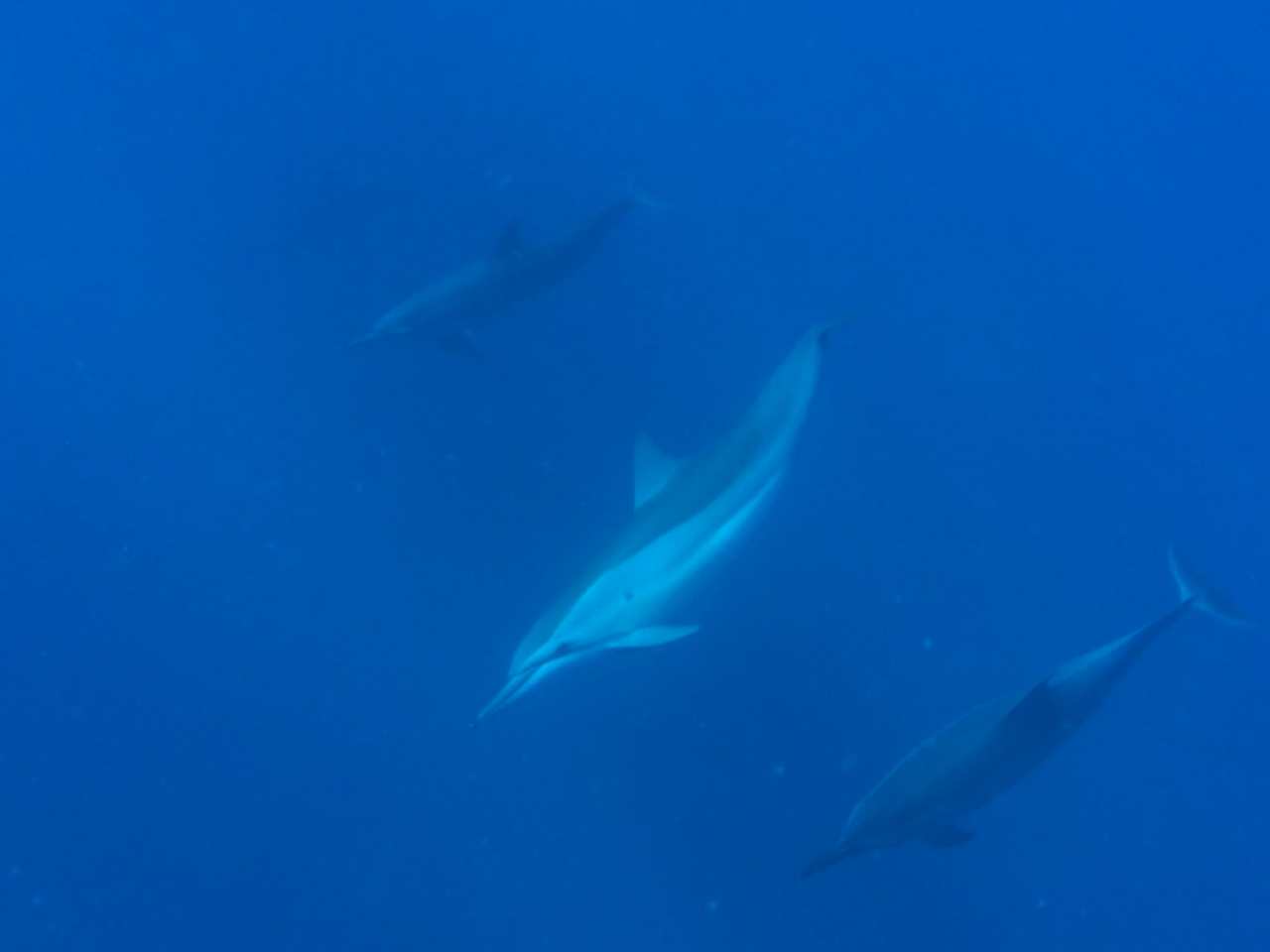 Dolphins.png