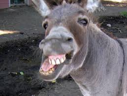 donkey.jpeg
