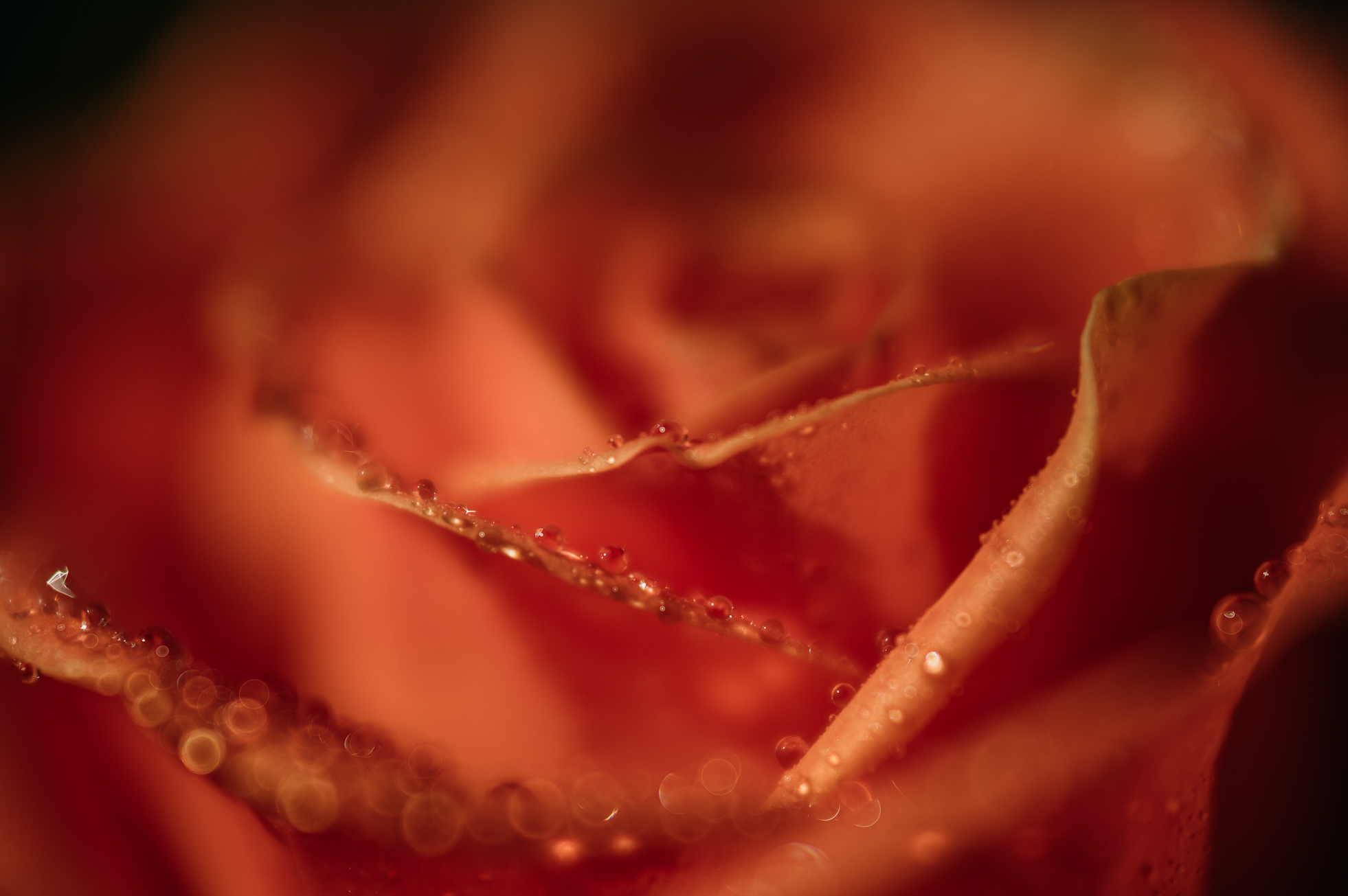 DP_November_16_2020.jpg