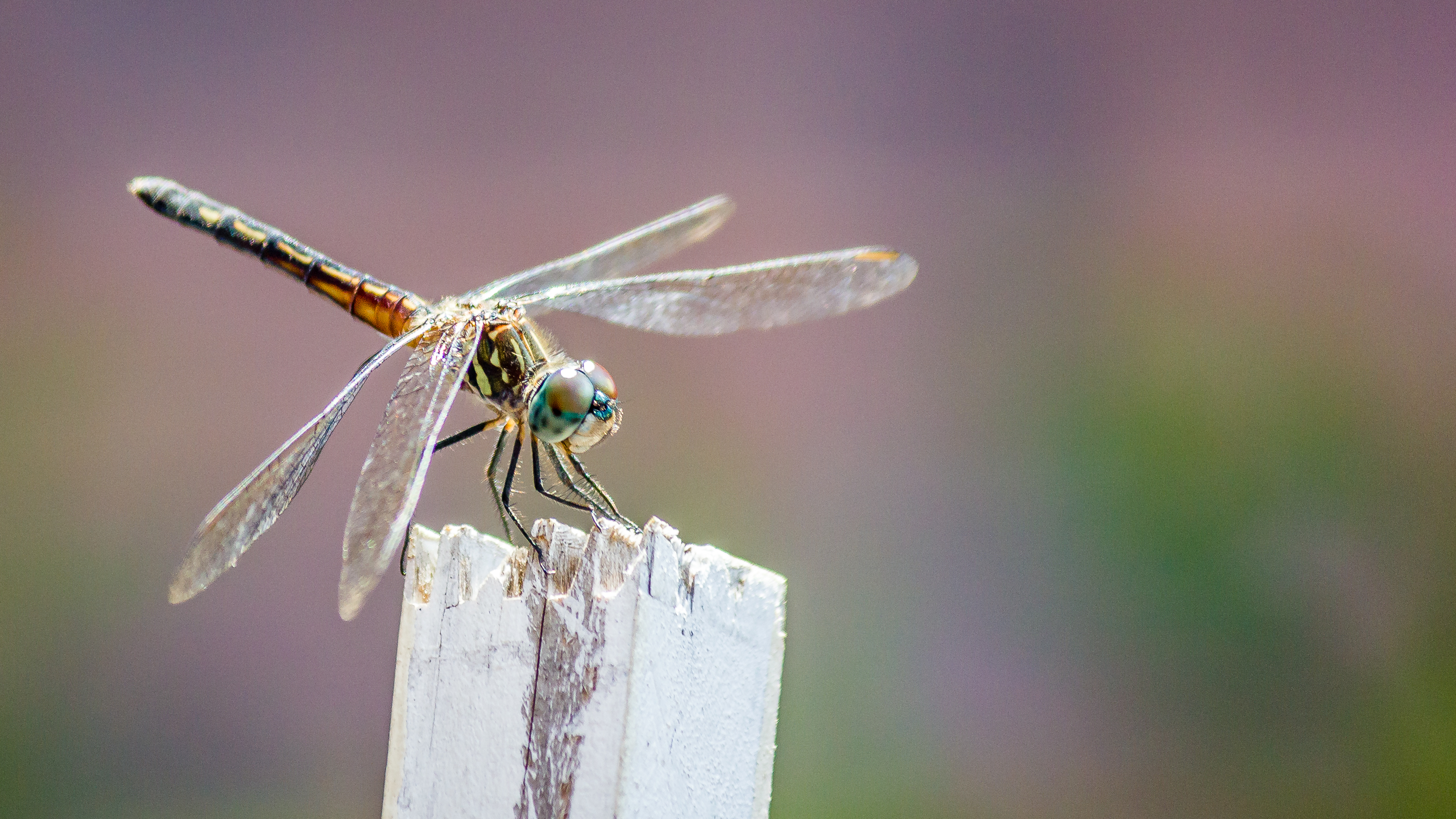 Dragonfly.jpg
