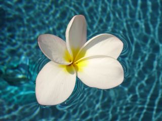 DSC00040.jpg