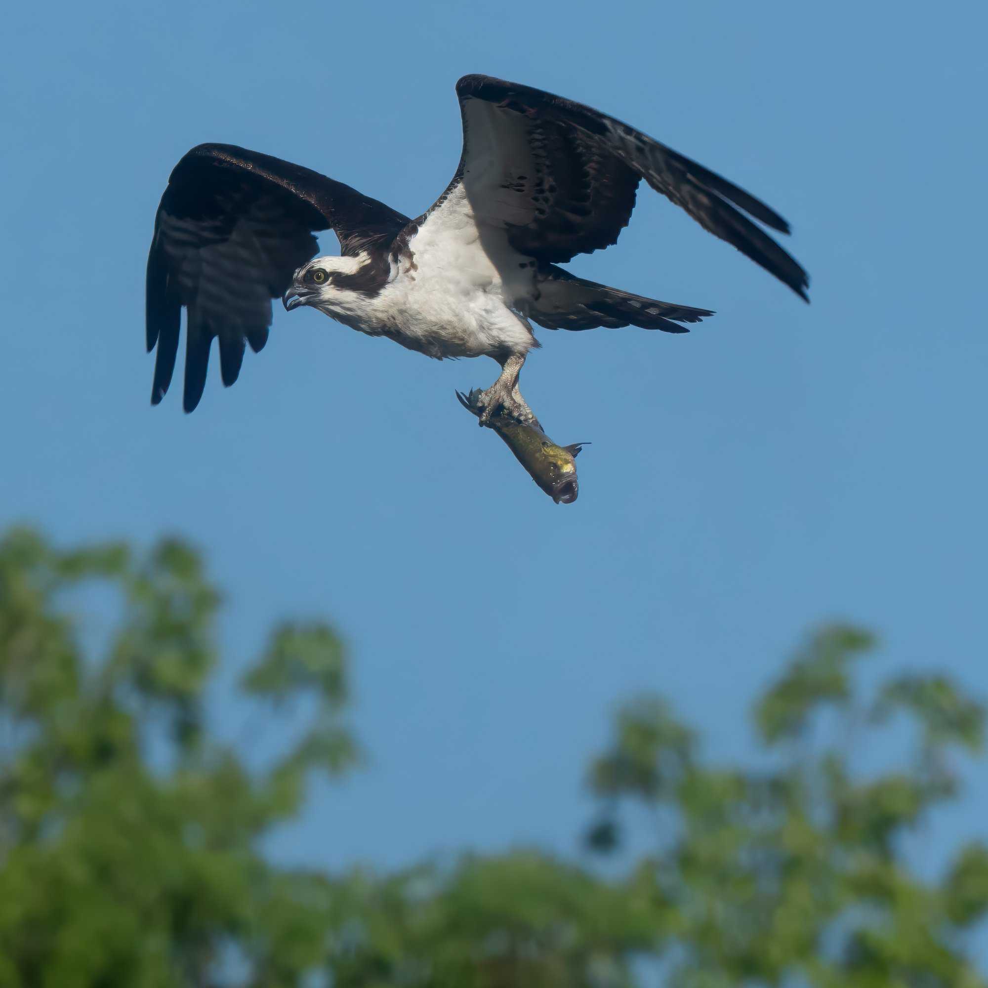 DSC02944-Close-Crop-Edit.jpg