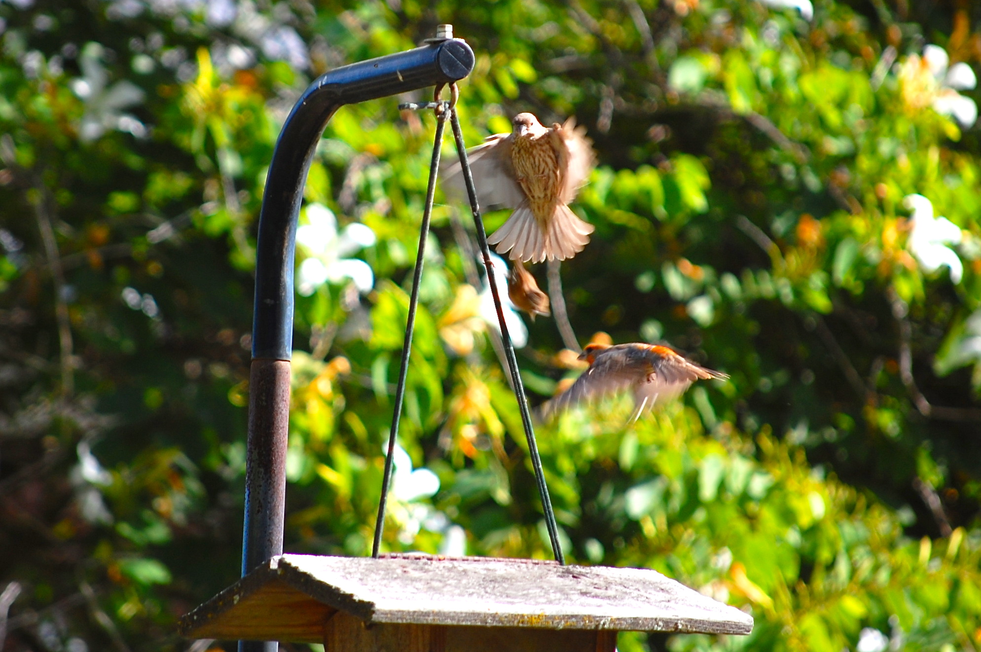 DSC_0014.jpeg