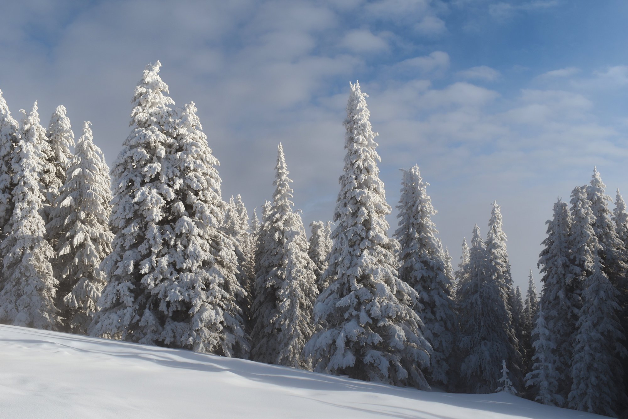 DSC_0036.jpg