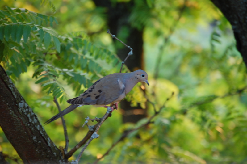 DSC_0044.jpg