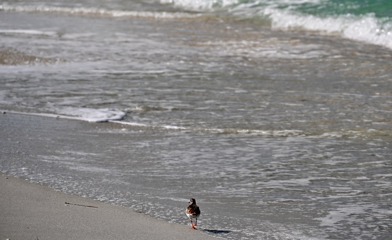 DSC_0069.jpeg