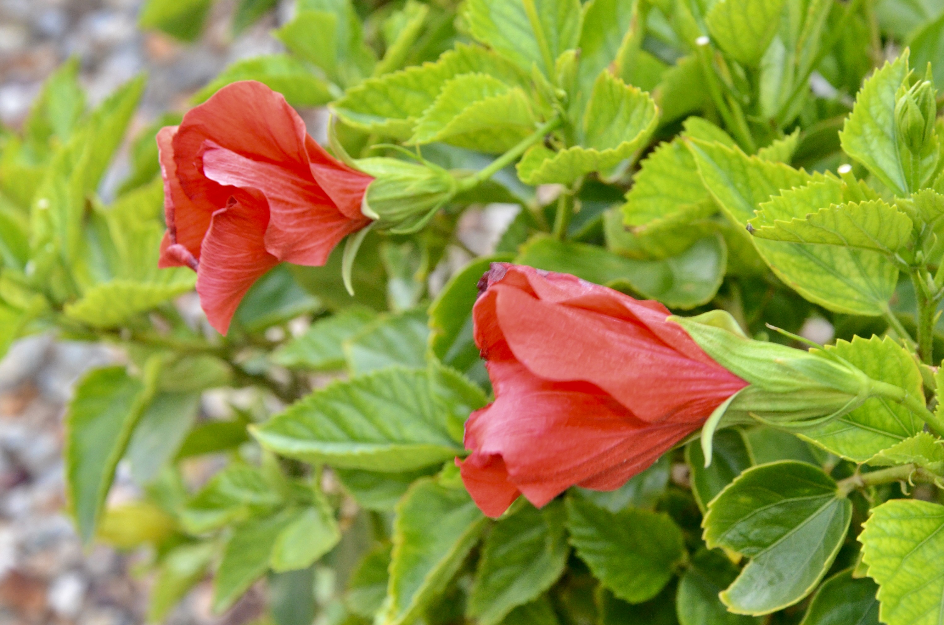 DSC_007.jpg