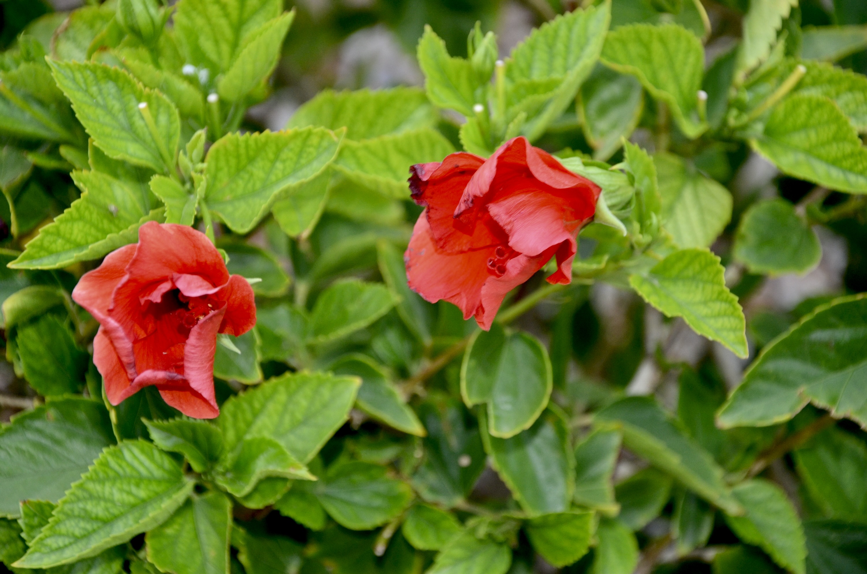 DSC_008.jpg