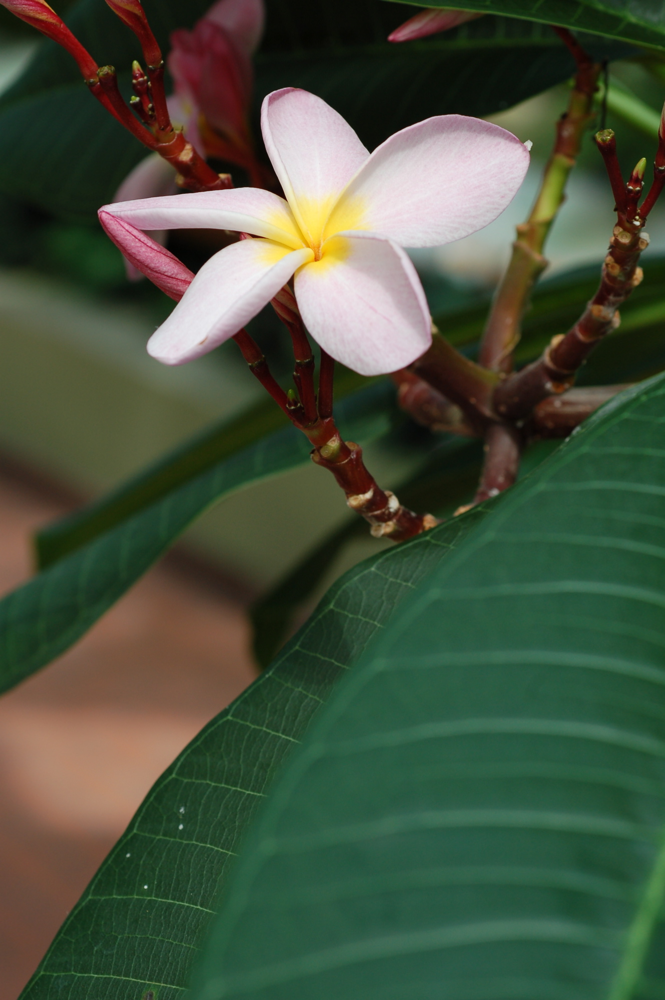 DSC_0101.jpg