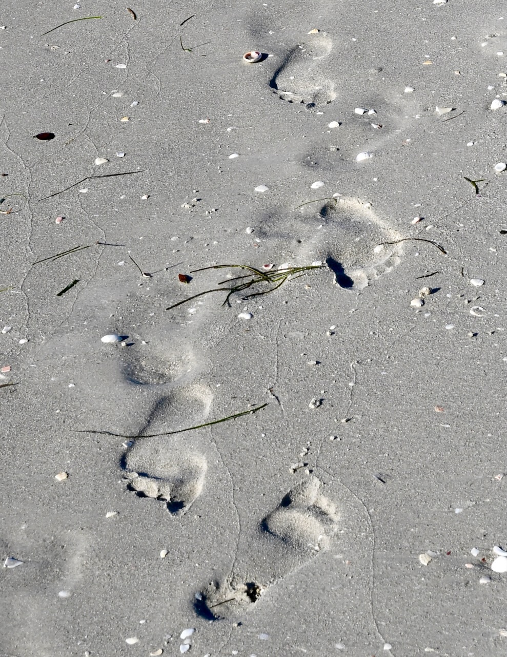 DSC_0130.jpeg