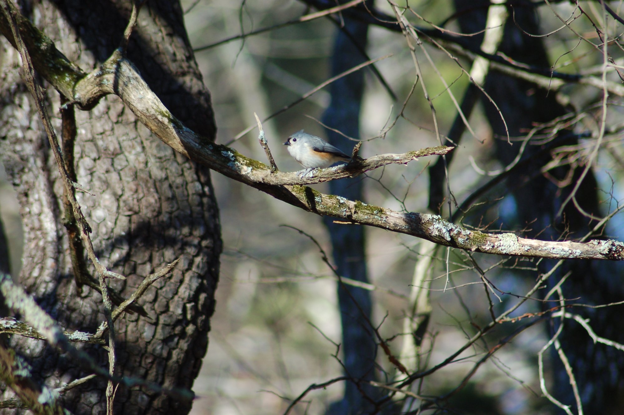 DSC_0155.JPG