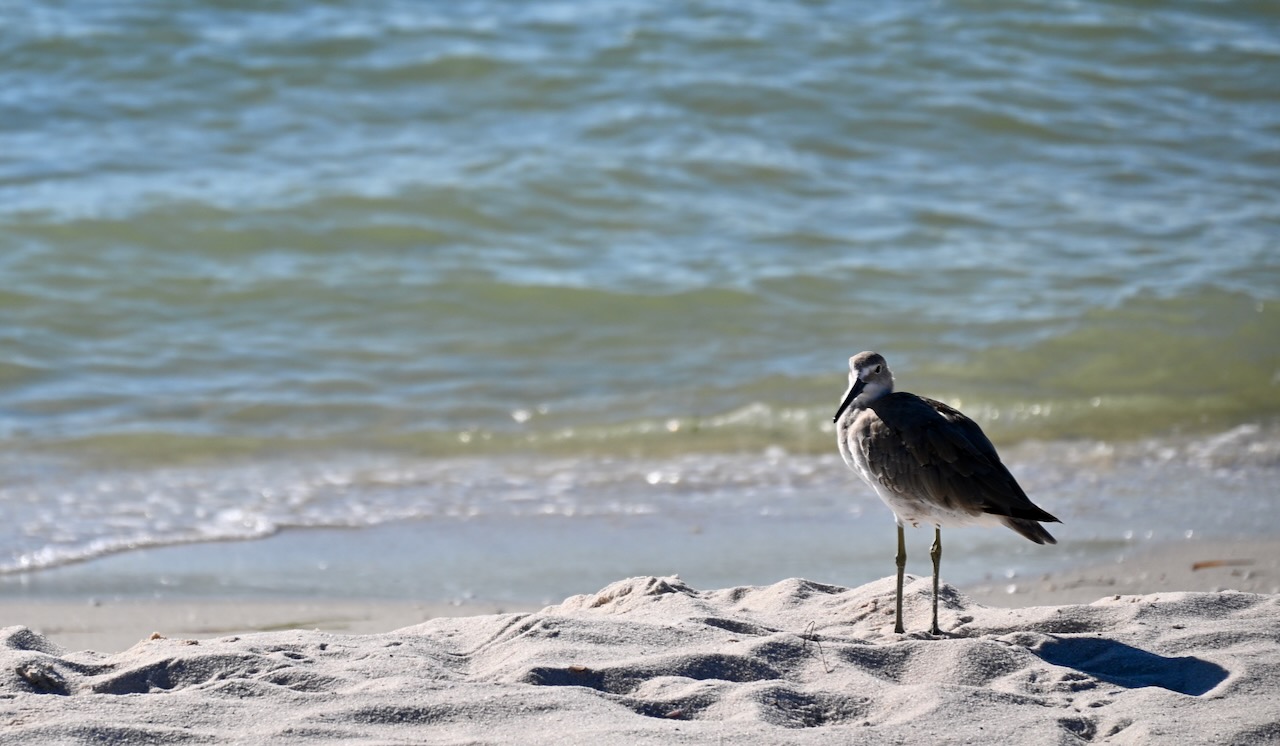 DSC_0164.jpeg