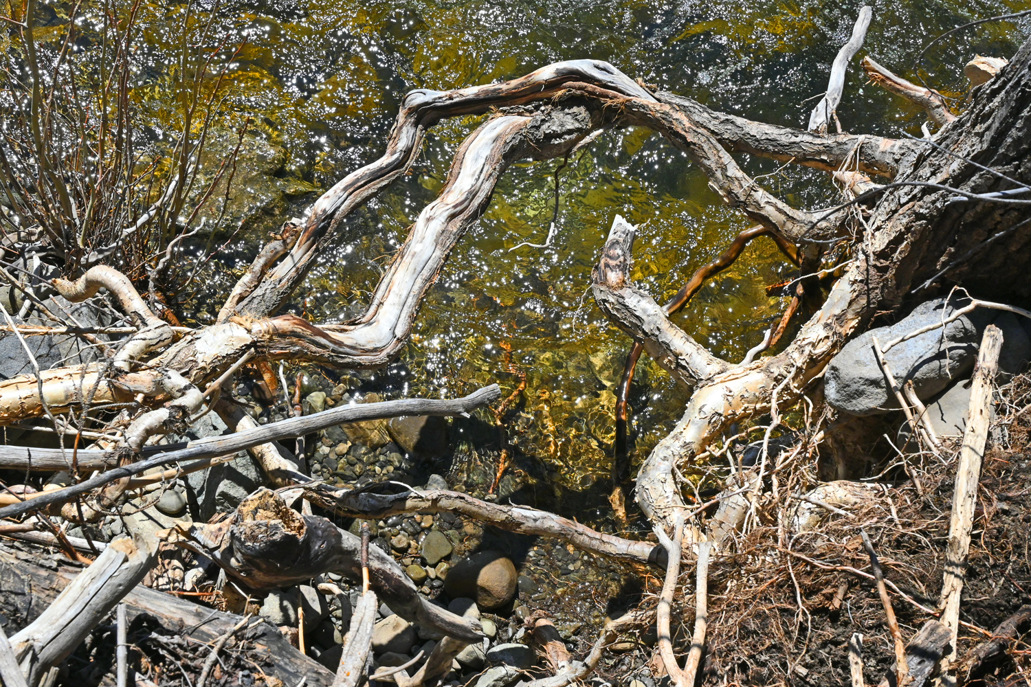 DSC_0196.jpg