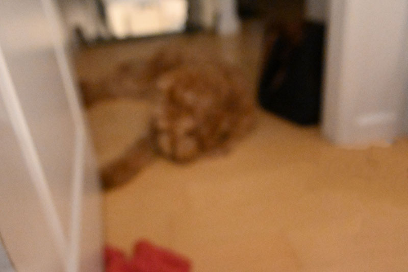 DSC_0248.jpeg
