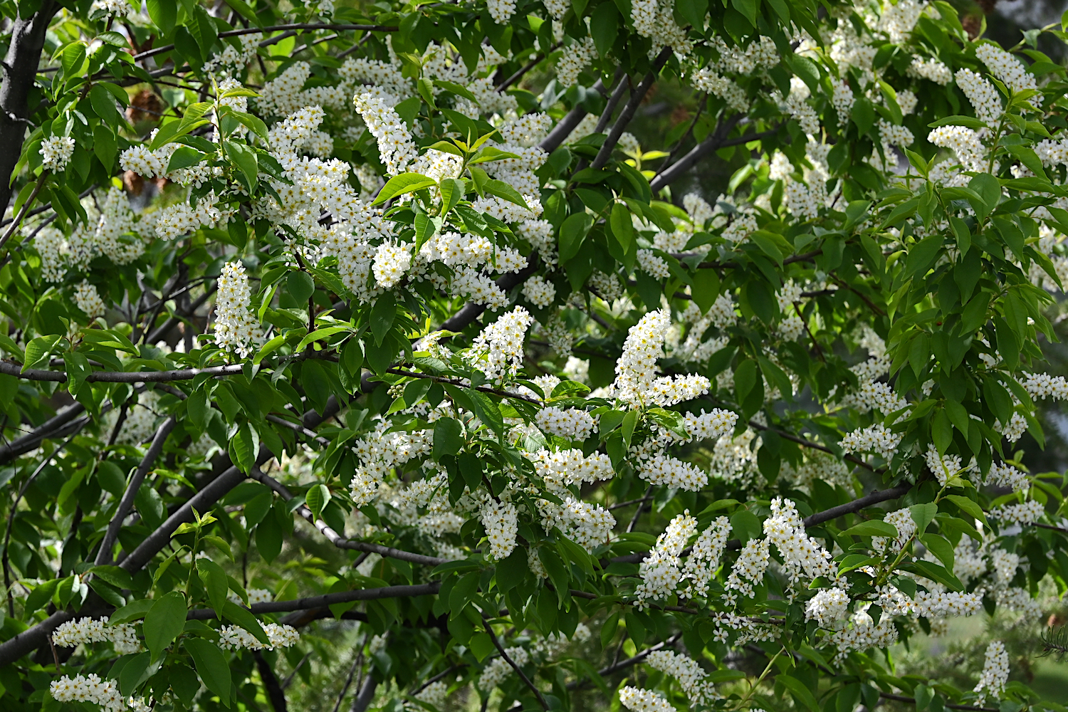 DSC_0343.jpg