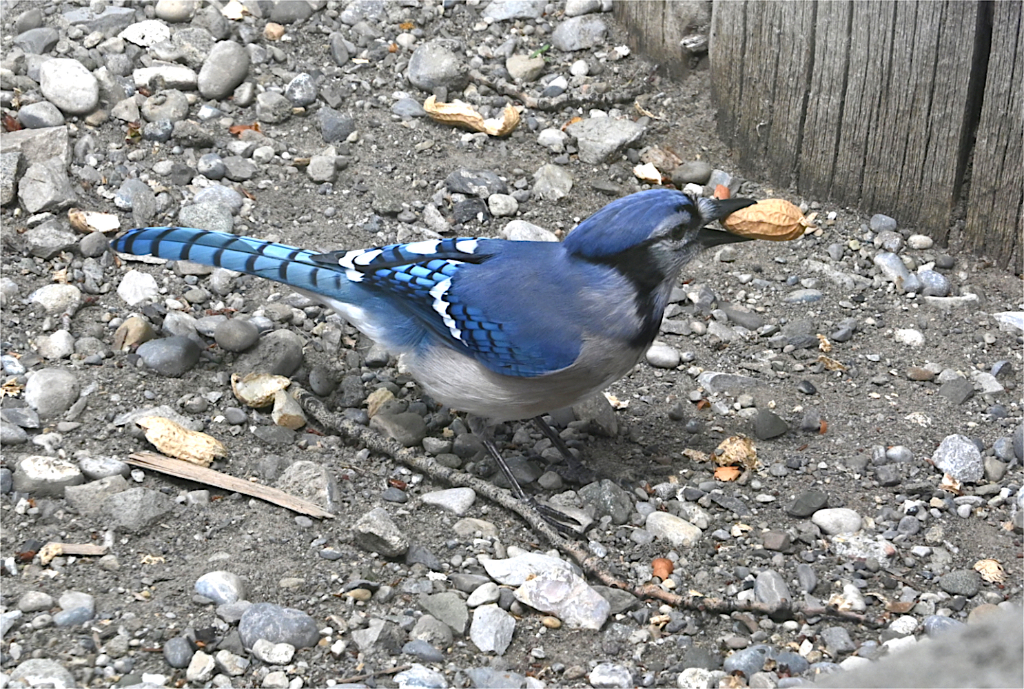 DSC_0368.jpg