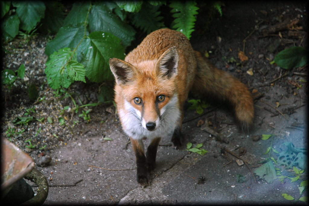 DSC_0390.jpg