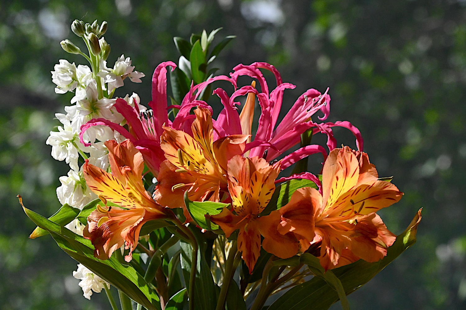DSC_0433.jpg