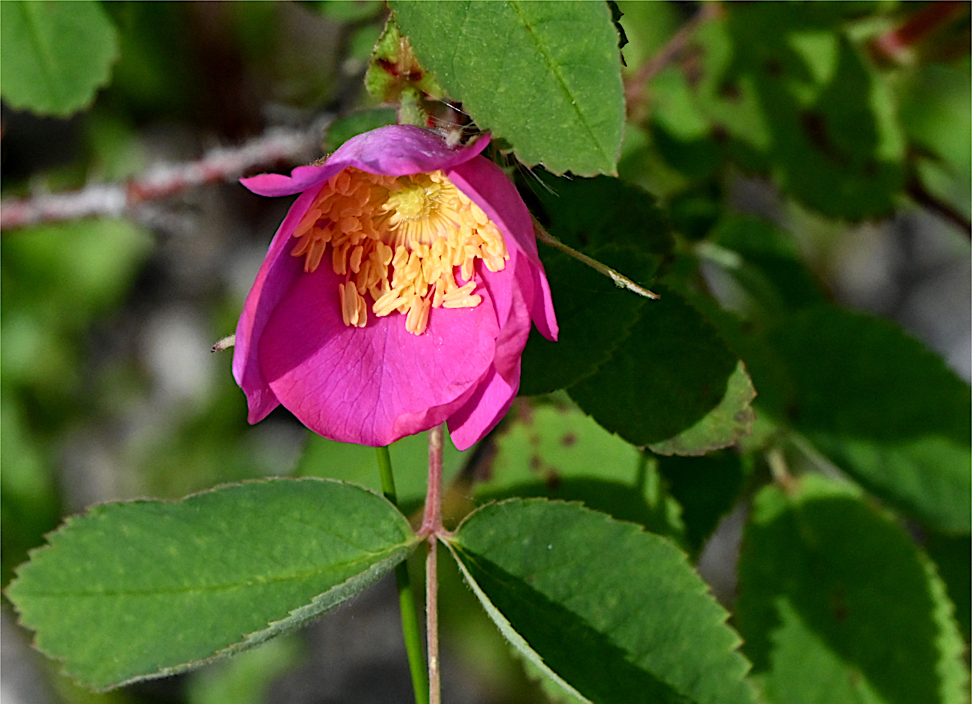 DSC_0434.jpg