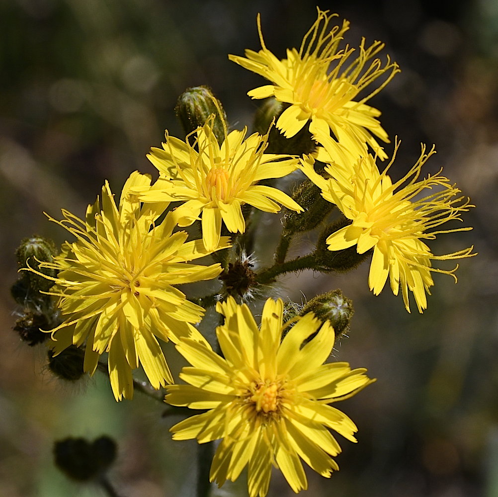 DSC_0443a.jpg