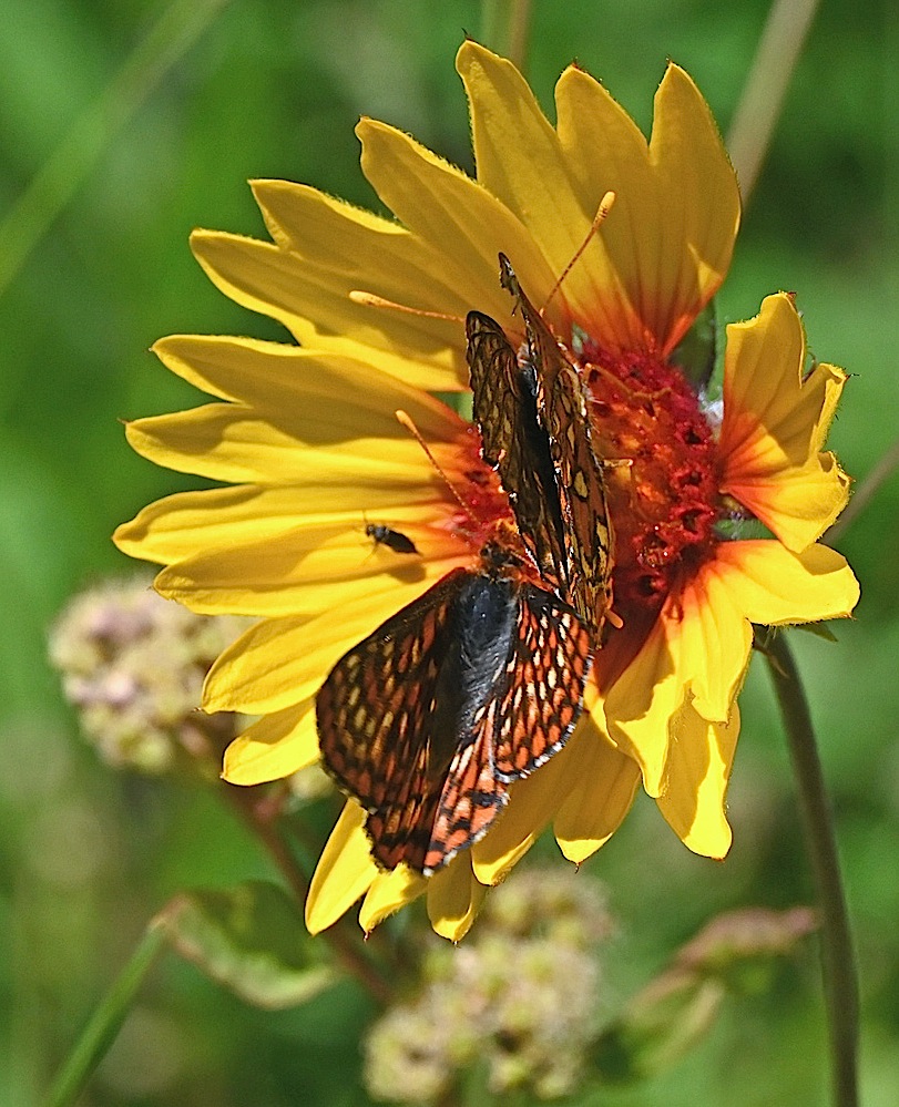 DSC_0448A.jpg