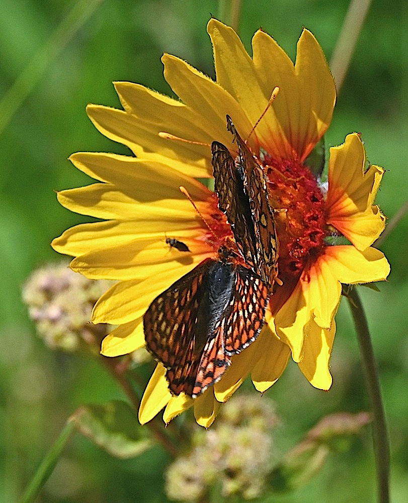 DSC_0448A.jpg