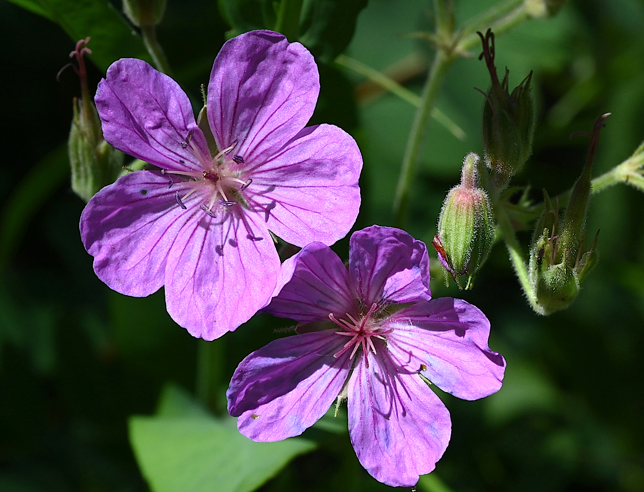 DSC_0456a.jpg