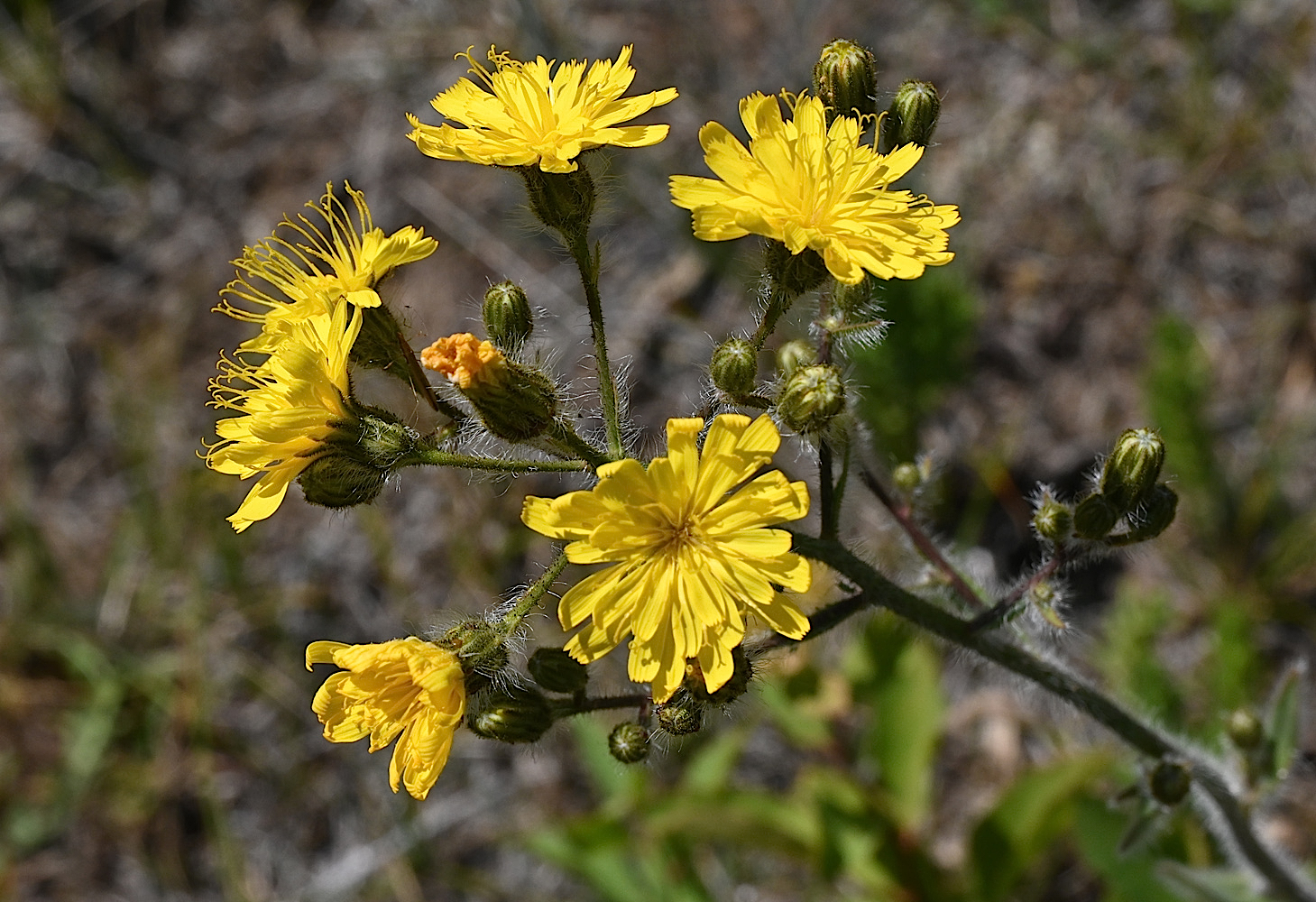 DSC_0460a.jpg